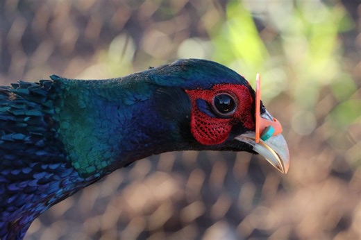 Hawai‘i hunting stamp contest opens for 2025-2026 | Maui Now