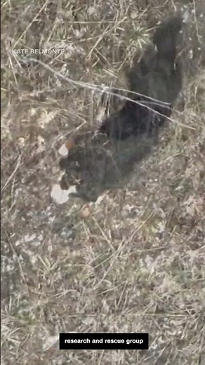 Thermal drone tech saves dog #news #cnn
