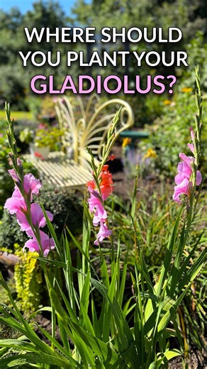 Two Ways to Plant Gladiolus For Maximum Impact! #gardeninspiration #planting
