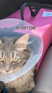 How to make your own soft cone for your kitty 🐱 | Cats.com