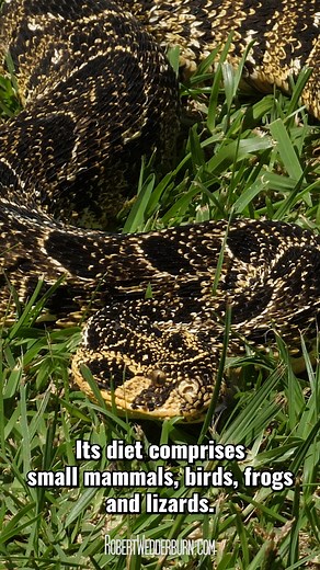 Puff Adder (Bitis arietans) - One-Minute Wildlife with Robert Wedderburn. Everything you need to know about the Puff Adder (Bitis arietans) in one minute. 🐍🐍🐍 #PuffAdder #SnakeDocumentary #WildlifeConservation #ReptilesOfInstagram #NaturePhotography #SnakeSpecies #WildlifeEducation #EcosystemBalance #SnakeConservation #VenomousSnakes #SerpentLife #Biodiversity #AnimalKingdom #SnakeEnthusiast #NatureFilm #ReptileAwareness #PredatorPrey #DocumentaryFilmmaking #ConservationEfforts #SnakeHabitat 