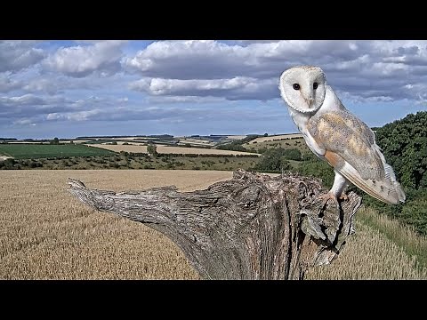Barney's Life Story: 4 Years in the Life of a Male Barn Owl | Discover Wildlife | Robert E Fuller