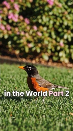 20 Rare Bird Species in the World – Part 2 #shorts #birds #animals