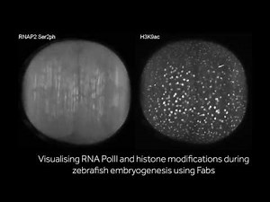 A Fab-ulous insight into zebrafish zygotic genome activation