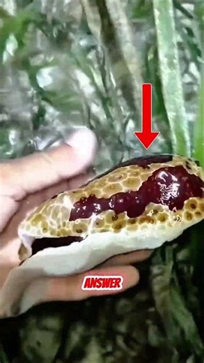 Sea Snail? Wait Until You See What #shorts #snail #animals