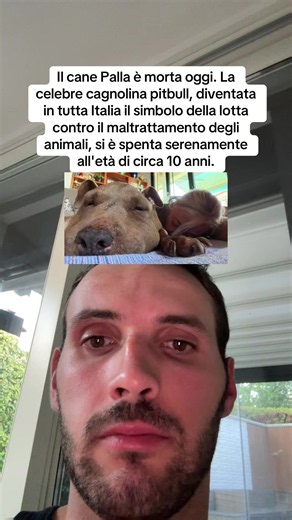 Il cane Palla è morta oggi, 28 giugno 2026. La celebre cagnolina pitbull, diventata in tutta Italia il simbolo della lotta contro il maltrattamento degli animali, si è spenta serenamente all'età di circa 10 anni. Nel 2016 venne trovata in Sardegna con un laccio di nylon strettissimo al collo. Il cappio le aveva deformato la testa, gonfiandola fino a farla sembrare, appunto, una palla. Fu curata e salvata dalla veterinaria Monica Pais presso la Clinica Veterinaria Due Mari di Oristano. Monica Pai
