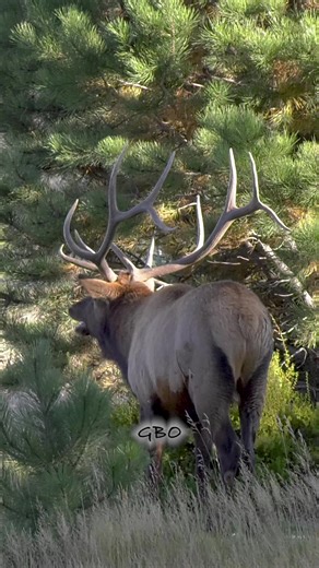 A good looking bull with a serious flehmen response. He must have had a nose full! | Good Bull Outdoors