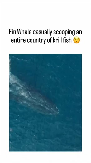 Mind Shock ⚡ | - The video captures a fin whale’s lunge-feeding technique, where it surges forward with mouth agape to engulf a massive krill swarm,... | Instagram