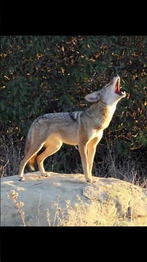 Coyote Sounds of Barking and Yipping | Canis latrans Sounds