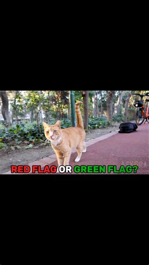 Cat Behaviors: Red Flag or Green Flag?