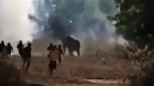 Killer elephant still on rampage in India kills more than 10 people in a week
