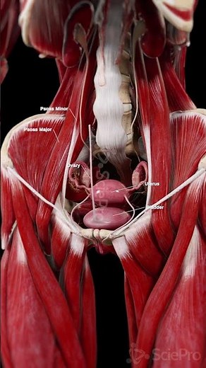Female Pelvic Floor Muscles: Every Layer Explained #Shorts #Anatomy