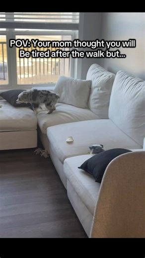 I have Mini Aussie energy ✨ #miniaussie #povdog #doglover #aussielife #puppylife