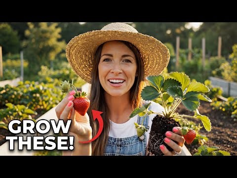 How to Grow Strawberries🍓 from Seed to Harvest | Complete Step - by - Step Guide for Beginners