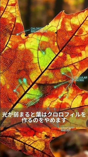 【季節外れの雑学】葉色が変わる理由知ってますか？学び直そう！ #雑学#脳科学#植物 #豆知識#知ってた