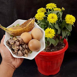 Easy and Free Fertilizer For Any Plants | How To Make Organic Natural Fertilizer from Banana Peel | Rana Craft