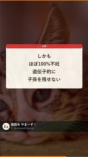 【超レア】オスの三毛猫は3000匹に1匹の確率 #shorts #猫 #猫の豆知識 #猫雑学