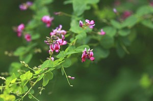 Herbicides to Kill Common Lespedeza