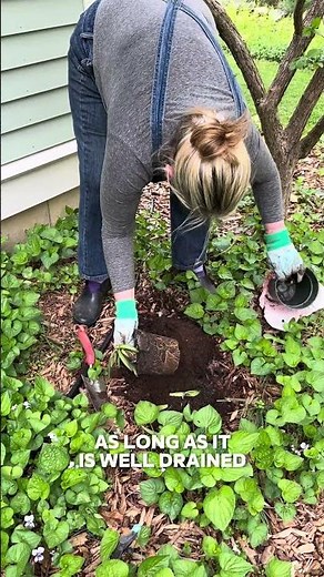 What to do with Easter Lilies after Easter? #homestead #gardening #lilies #flowers #gardeninghacks #