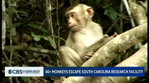 Police are warning residents to lock their doors and windows after 43 monkeys escaped a research facility in South Carolina. The monkeys, which are used for vaccine development, aren't typically aggressive and pose no threat to public health. | CBS Evening News