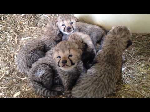 Cheetah Cub B-Roll for Media Use