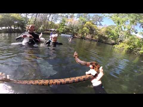 Catch and release of a Brown Water Snake