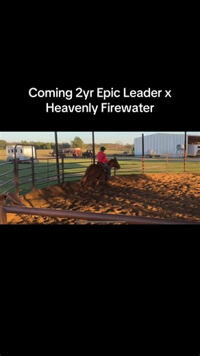 Coming 2yr old Epic Leader x Heavenly Firewater 3rd ride! #fast #barrelracing #barrelhorse #barrelhorseworld #betweenthereins #futurityhorse #love #thehorse #horse #epicleader #jldashtaheaven #montgomerybarrelhorses #barrelracer #trainingbarrelhorses #mollimontgomery
