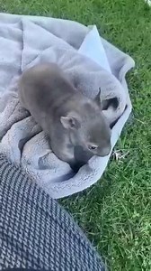 50K views · 1.9K reactions | Young Nat was rescued on Christmas Day last year. She is clearly a very relaxed wombat and at 4 kg is thriving in care. #wombatwednesday | WIRES | Facebook