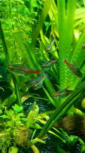 "Schooling" Glowlight Tetra Fish 😍 STUNNING