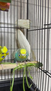 263K views · 3.5K reactions | Bird Seed Sprouts: Superfood for Birds #budgies #birdlife | Ven Anastacio | Facebook