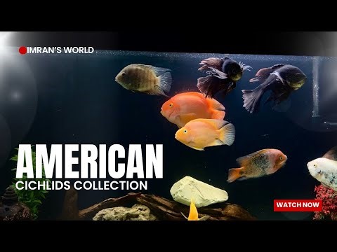 American Cichlids Tank Tour | Full Setup & Fish Collection - Imran's World