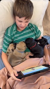 screen time is always low at our house with a little help from the potatoes 😅 | Vixbull Frenchies