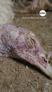 Viande de dindes Carrefour Simpl : des conditions d'élevage extrêmes