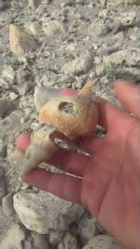 Explore shells on pristine beaches #beach #marinemystery #fishing