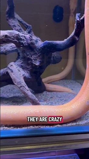 Quick Look at the Swamp Eel!