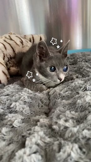 Meet Orbit: The Little Alien Cat with a Big Heart!