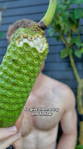 Kalem | TheKiwiGrower on Instagram: "This fruit looks like a green corn cob, but it tastes INCREDIBLE 🤤 It grows on the common houseplant 'monstera deliciosa', also known as fruit salad plant or swiss cheese plant. The fruits can take over a year to fully mature and ripen, depending on the climate they're grown in. If you ever try them, make sure they're fully ripe to avoid the calcium oxilate crystals (raphides) found in the unripe flesh - this will make your mouth tingle (not in a good way) a