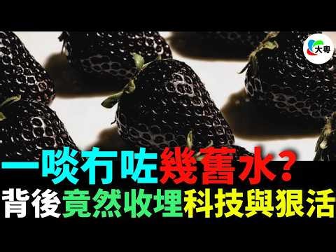 壹啖冇左幾舊水？300蚊斤草莓！800蚊壹嚿菠蘿！妳話妳系食緊水果定系食緊金？基因改造+染色大法！妳條水魚仲未醒？！