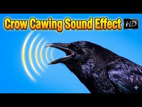 Crow Cawing Sound Effect (100% Crisp Audio) - Black Crow Call & Sounds | Caw Caw Sound Effect
