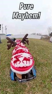 Grinch on RC Car Gets CHASED by 3 Dogs #dogvideos #rccars #petvideos