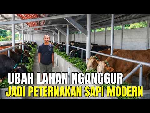 Successful Cattle Farming Started From Zero, Now Has Dozens of Cows in Modern Pens