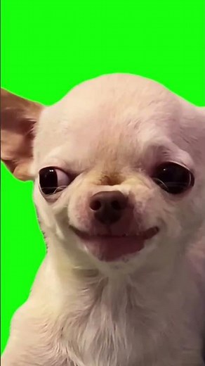 Funny Dog Smile Meme 😁🐶 Green Screen | Free Download | No Copyright | #DunggPhoenix_Effect 💚