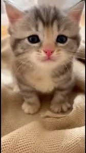 No more filming. I require cuddles immediately 😾 #pets #cute | Perfect Hugs