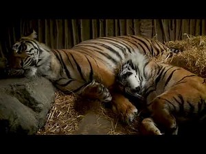 ASMR | Sleeping tigers at Auckland Zoo