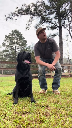 Effective Dog Training Techniques for Labrador Retrievers