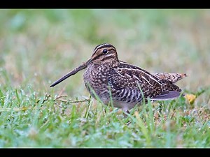 Wilson's snipe dance