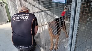 8.9K views · 258 reactions | Max is a 3 year old GSD staying with us for help, he can get overstimulated, show aggression to dogs and people. His is deeply loved by his owner but he needed some help. We hope you enjoy this mid way through rehab video. | K9 Pro - The K9 Professionals | Facebook