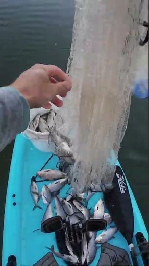 Throwing a Cast Net for Shad from a Kayak