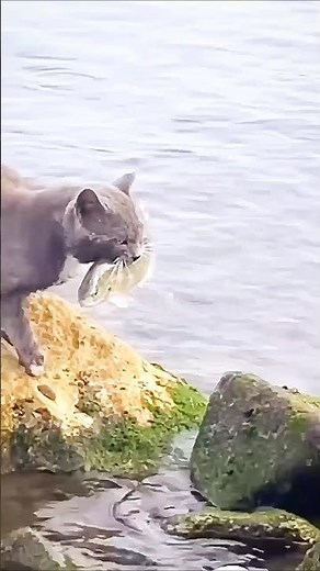 Unbelievable Skill! Cat Catches Fish Straight from the Pond – Caught on Camera