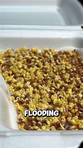 This “Empty” Box Is Actually a Smart Seed System